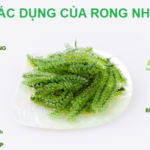 Rong nho có tác dụng gì?